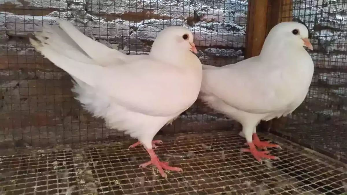 Burung Merpati King Jumbo