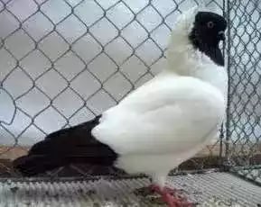 Burung Merpati Blacknun