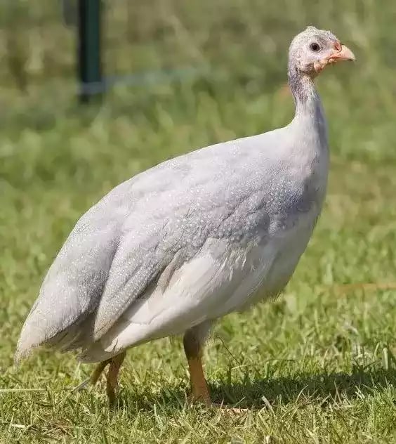 Ayam Mutiara Lavender (Silver)