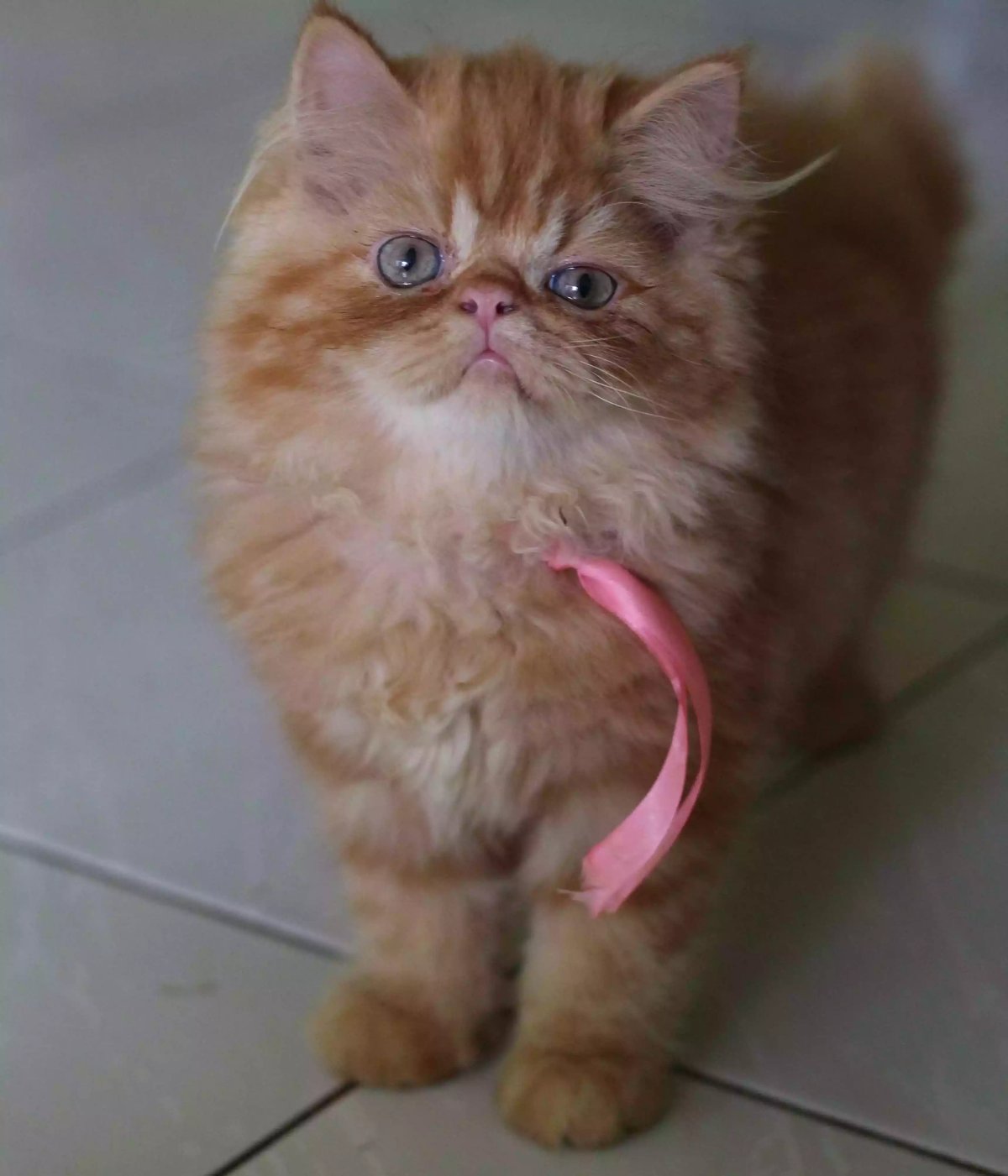 Kucing Persia Peaknose