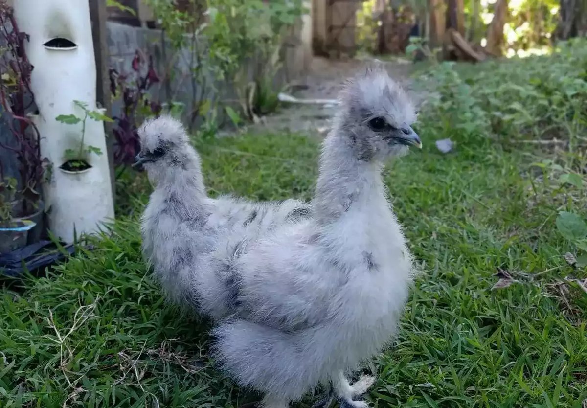 Ayam American Silkie