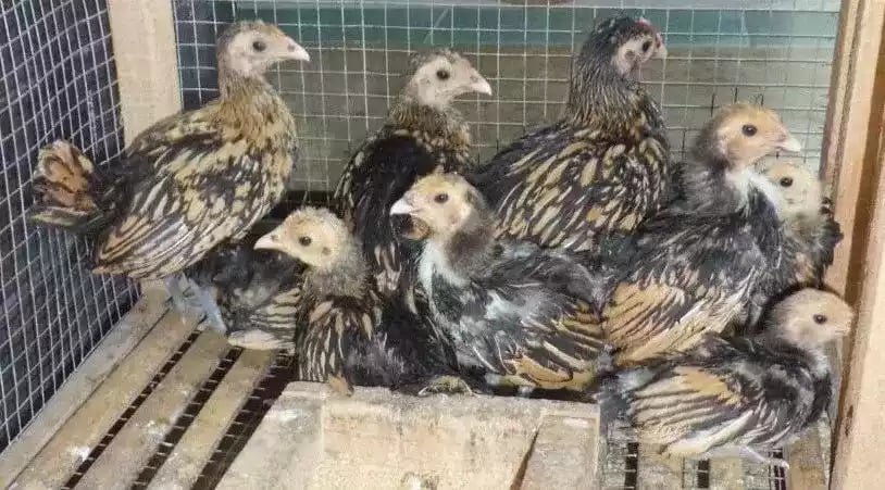 Ayam Sebright (Batik Kanada)