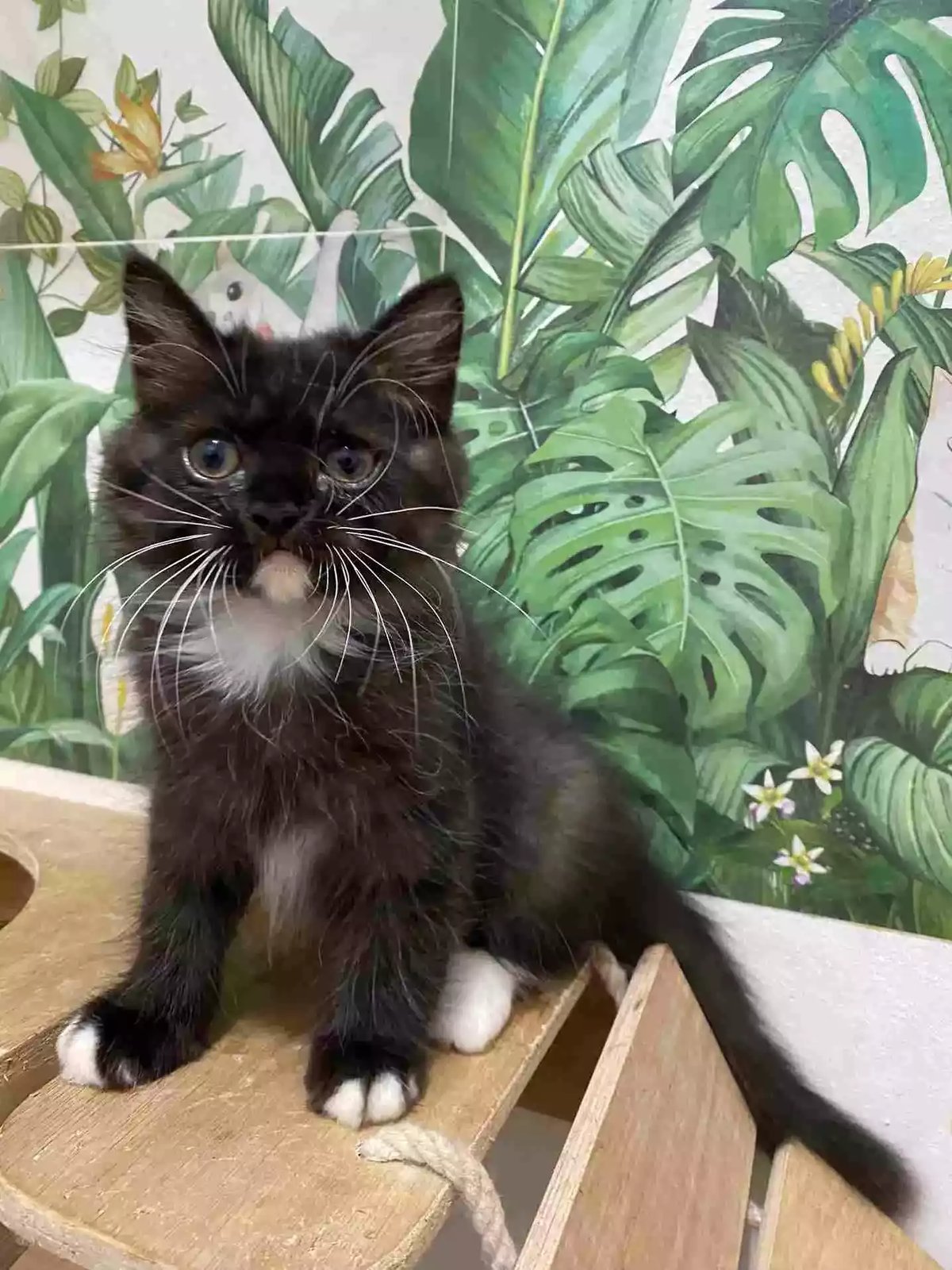 Kucing Persia Hitam Putih Bersih Bulu Lebat Lincah