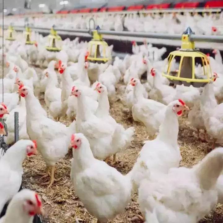 DOC Ayam Broiler