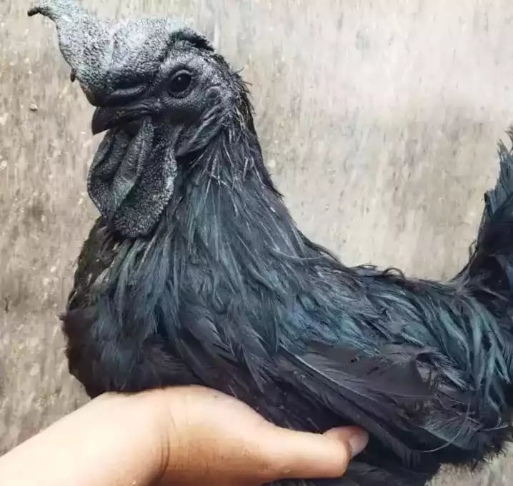 Ayam Cemani