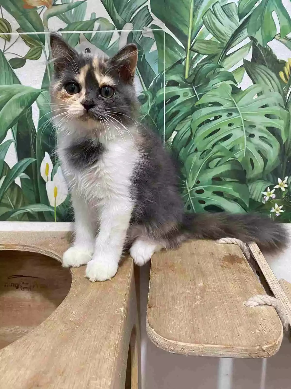 Kucing Persia Calico Bulu Lebat Aktif Lincah