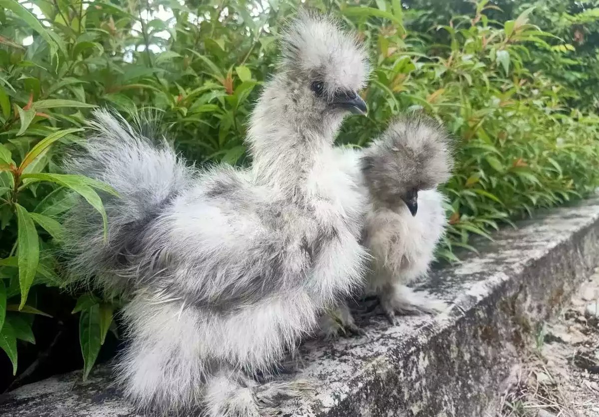 Ayam American Silkie