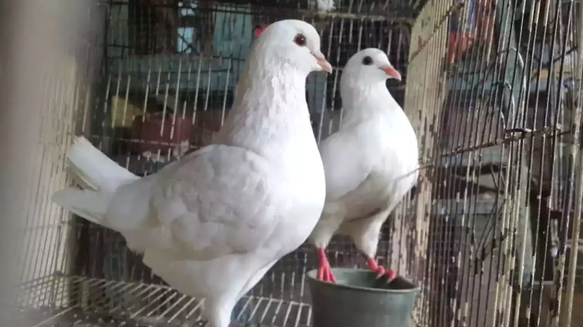 Burung Merpati King Jumbo