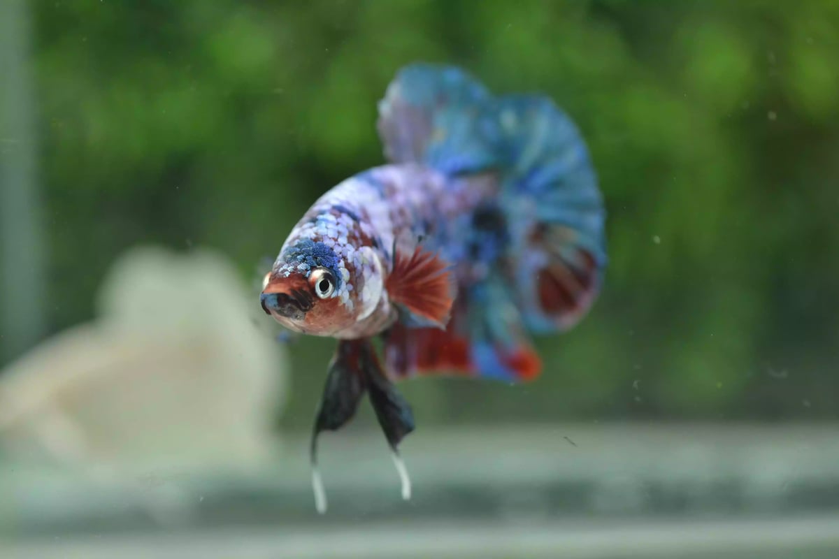 Ikan Cupang Plakat Multicolor