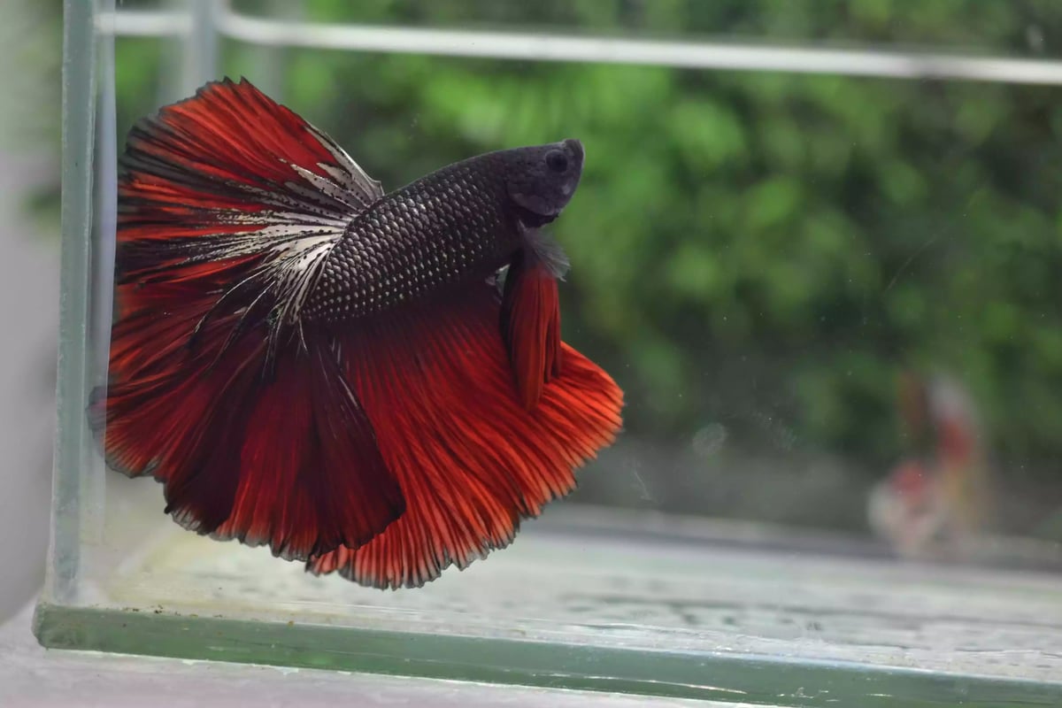 Ikan Cupang Rosetail Red Copper