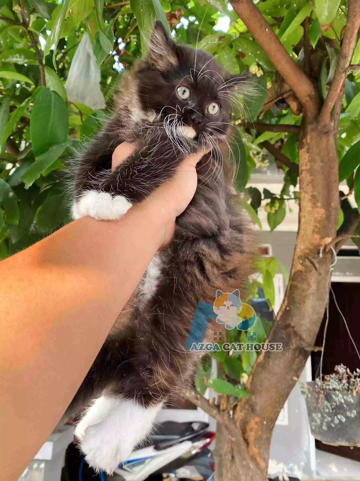 Kucing Persia Hitam Putih Longhair Bulu Lebat Aktif