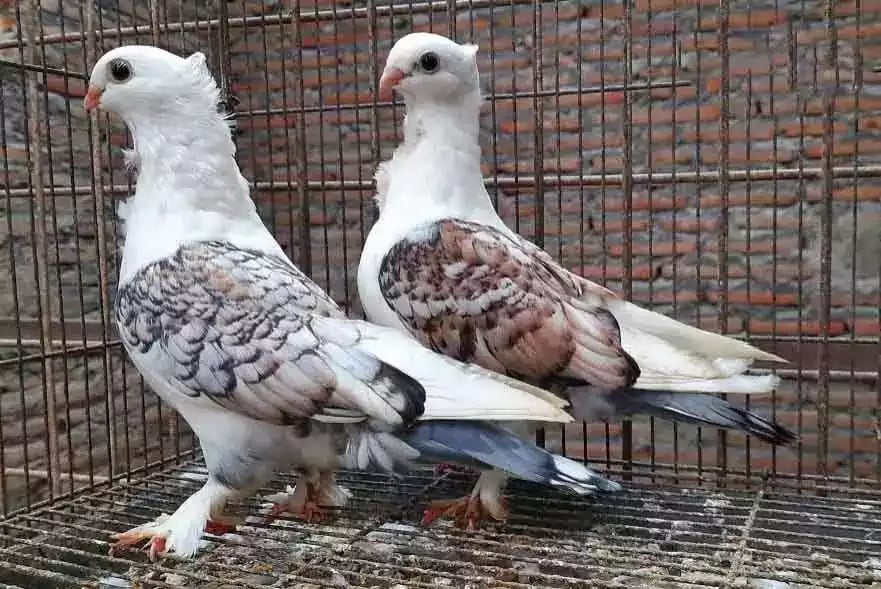 Burung Merpati Sattinet