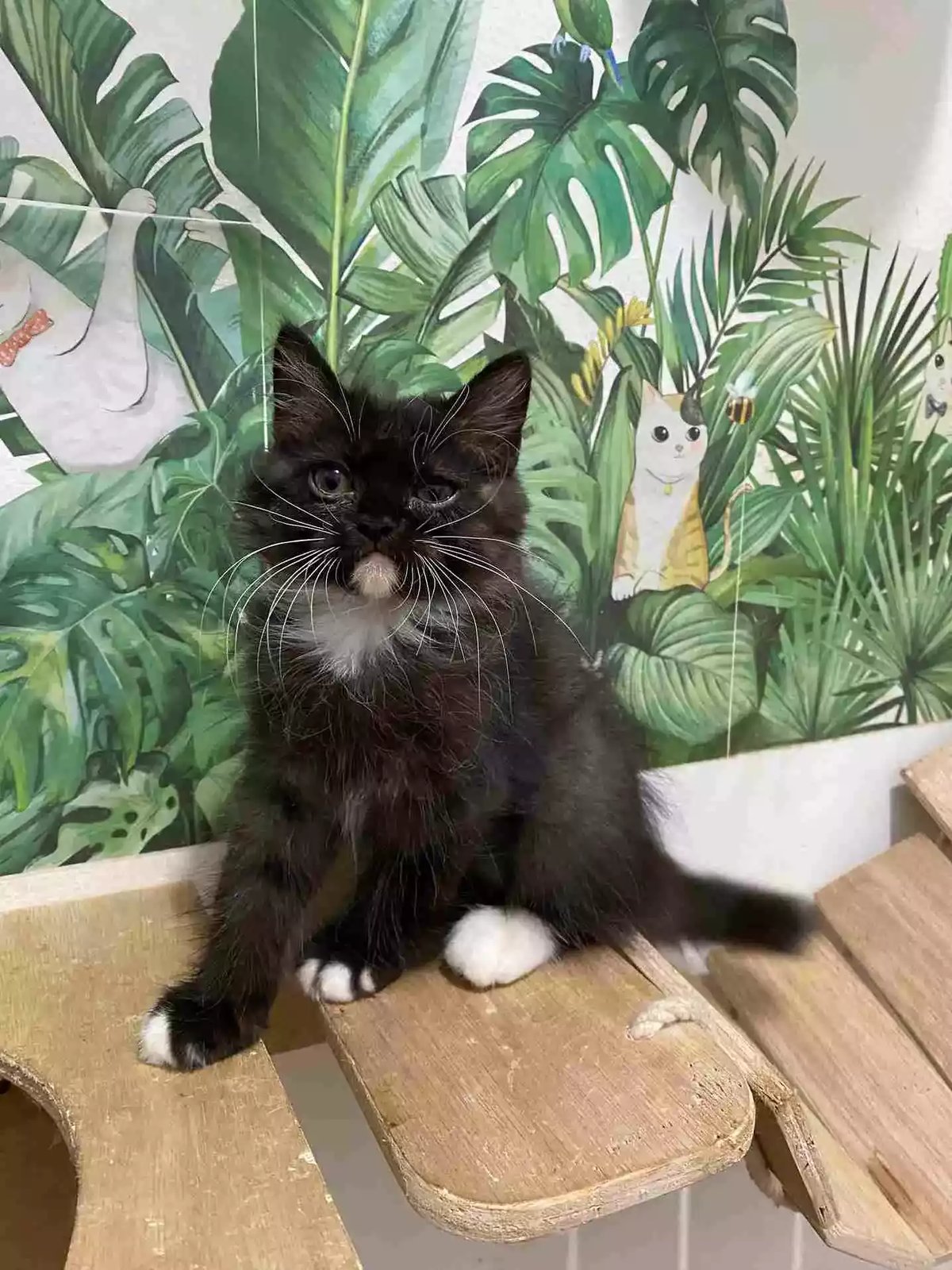 Kucing Persia Hitam Putih Bersih Bulu Lebat Lincah