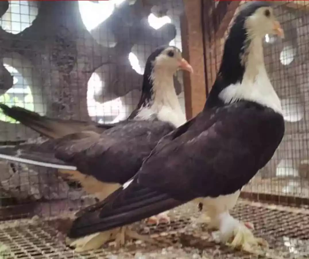 Burung Merpati Lahore