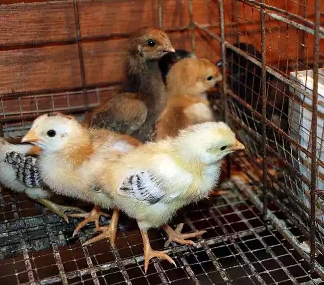 DOC Ayam Kampung Super