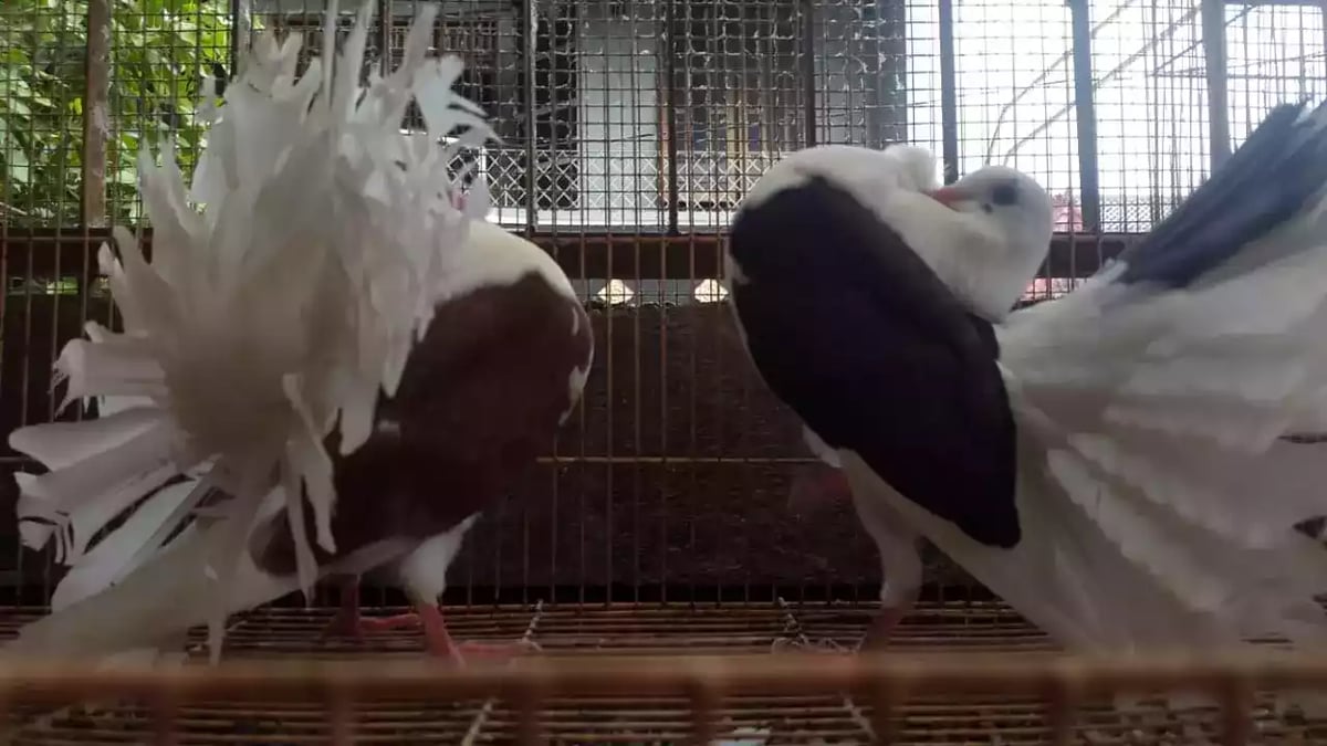 Burung Merpati Kipas