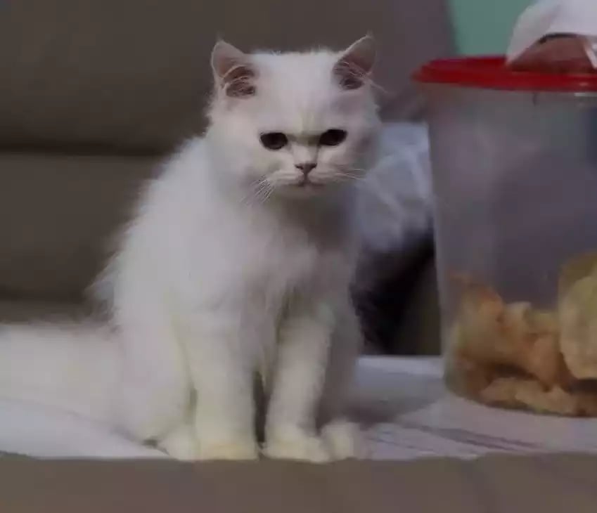 Kucing Persia Putih