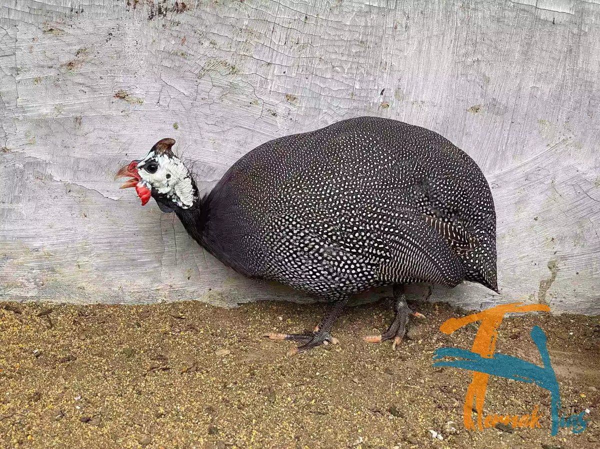 Ayam Mutiara Pearl Grey