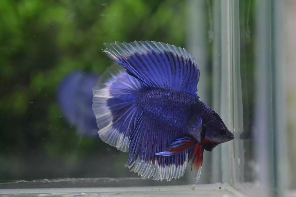 Ikan Cupang Halfmoon Double Tail