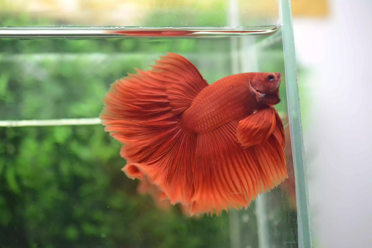 Ikan Cupang Halfmoon Red