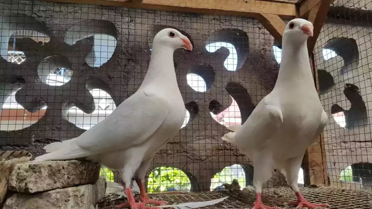Burung Merpati Jerman GBH