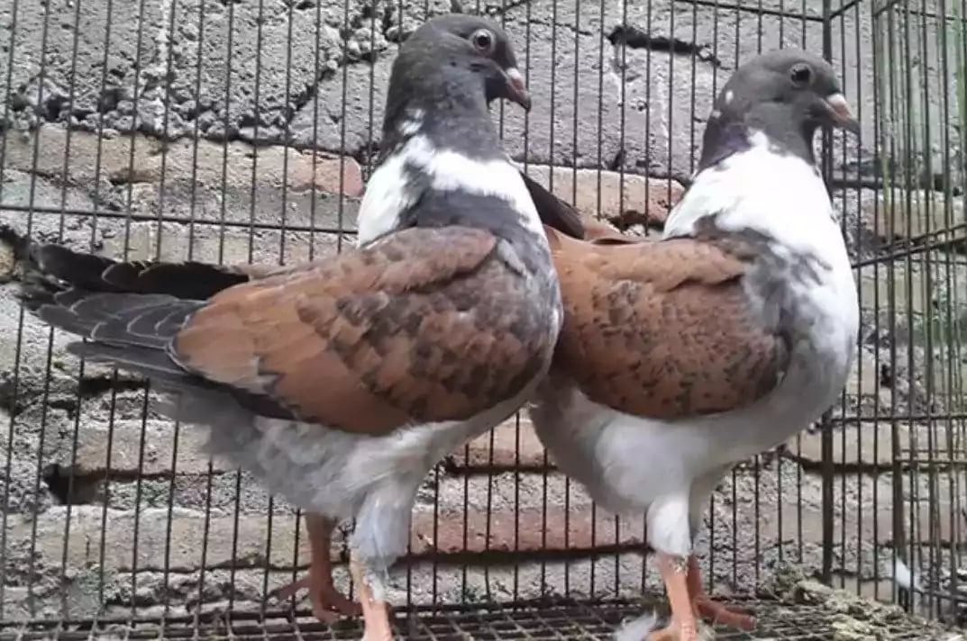 Burung Merpati Modena Batik