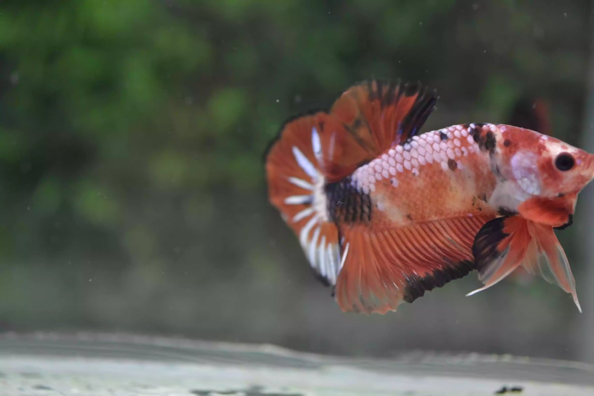 Ikan Cupang Plakat Orange