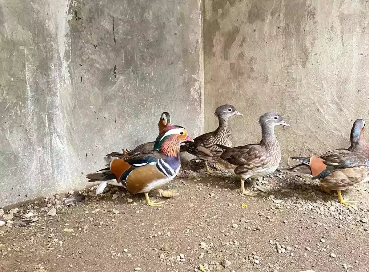 Bebek Mandarin