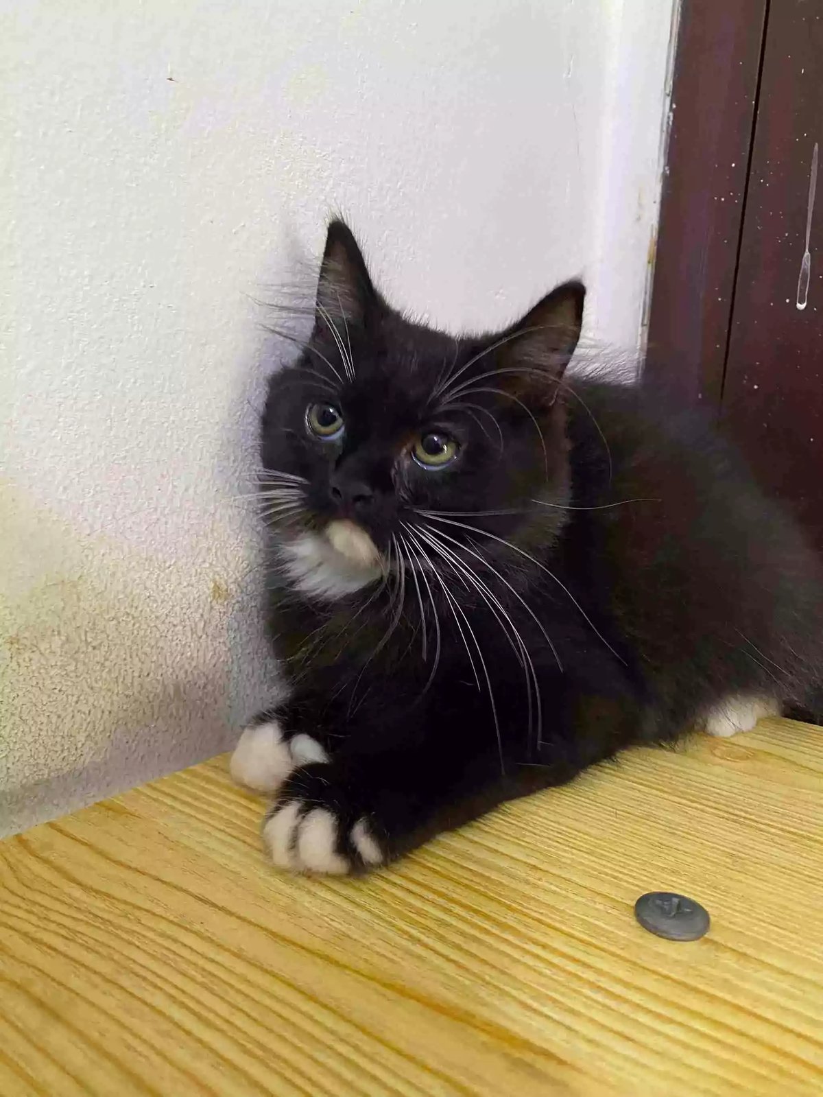 Kucing Persia Hitam Putih Bulu Lebat Aktif