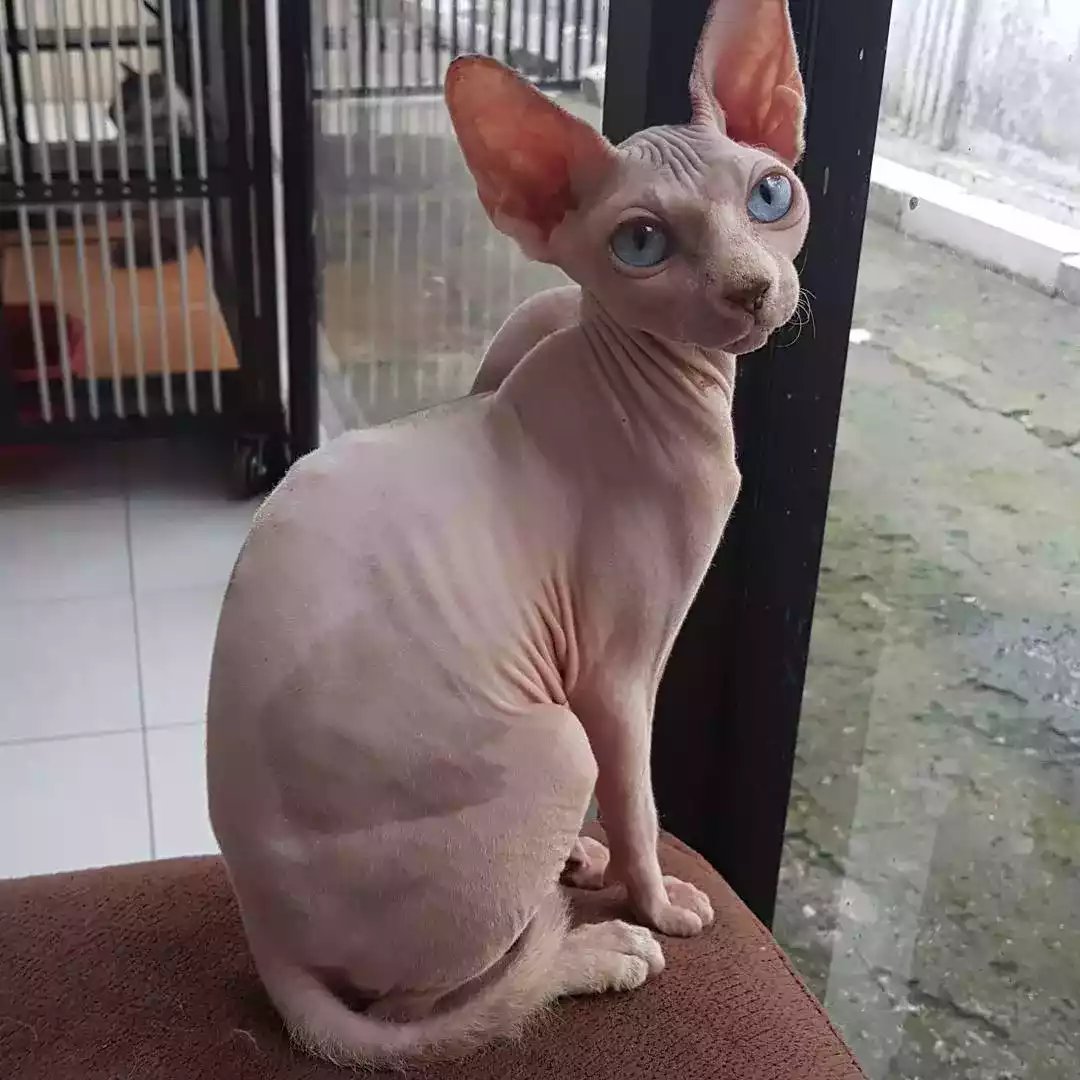 Kucing Sphynx