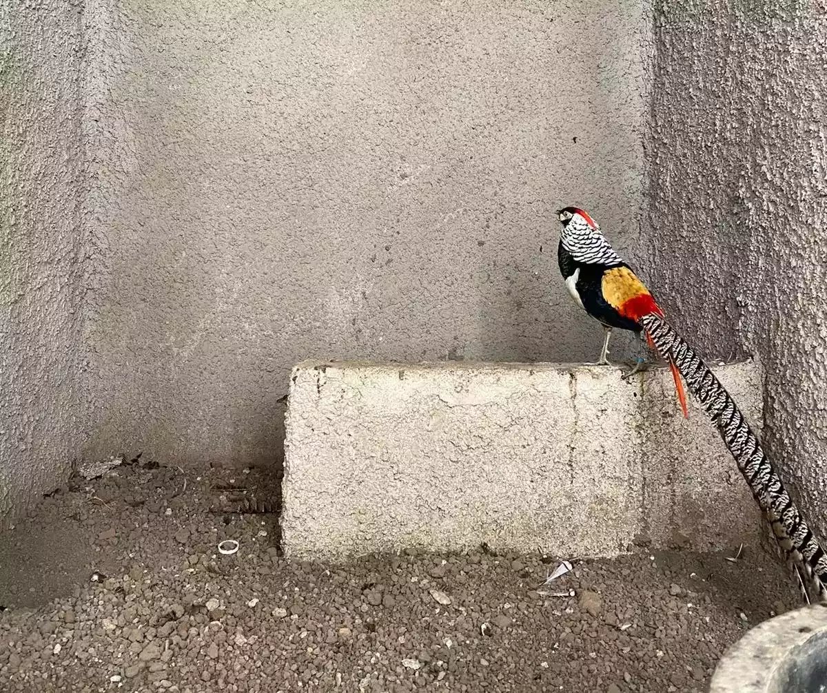 Lady Amherst's Pheasant
