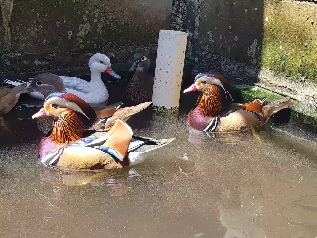 Bebek Mandarin