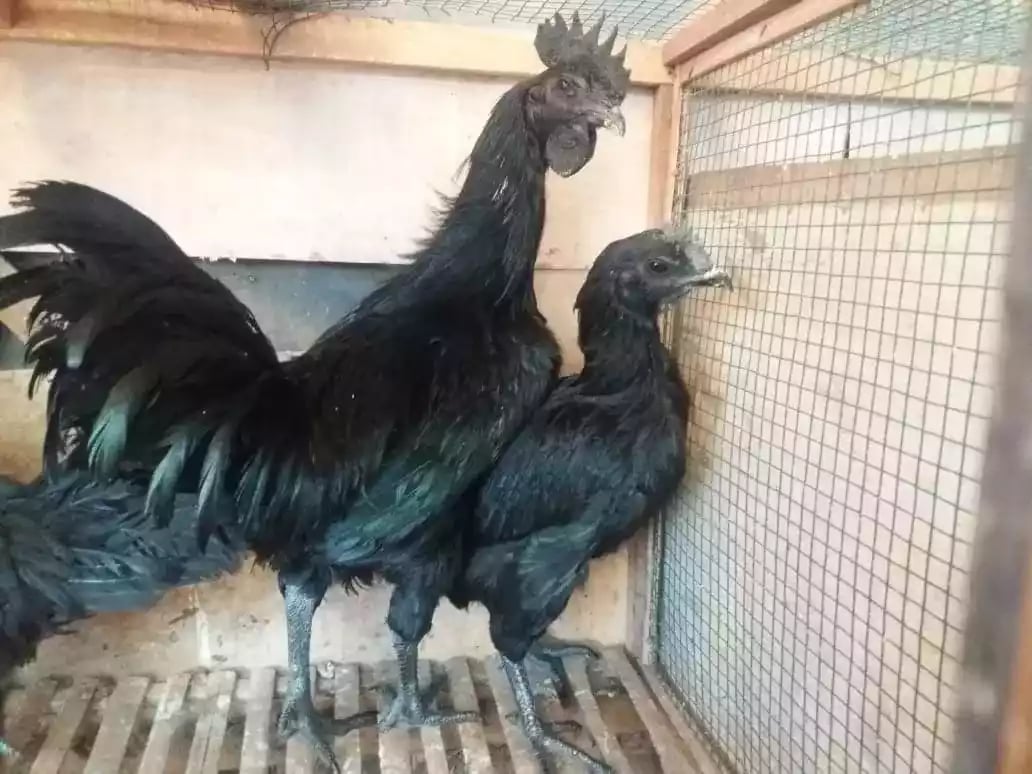 Ayam Cemani