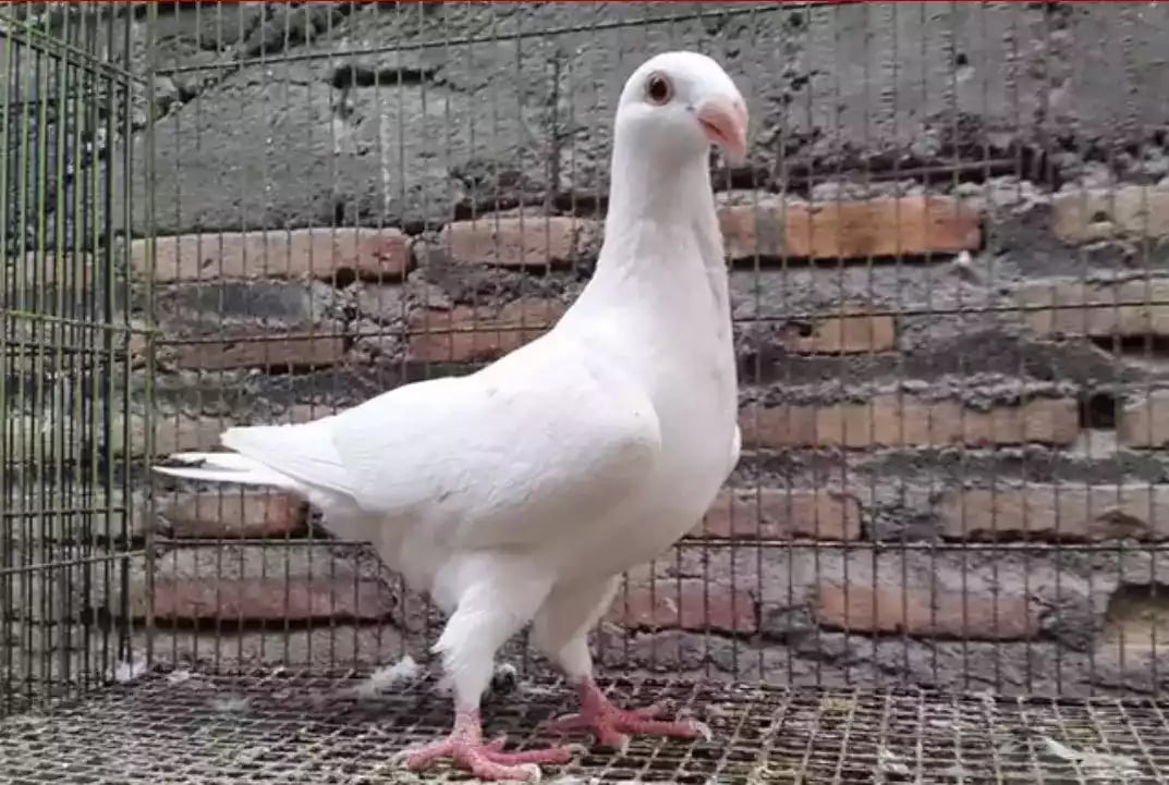 Burung Merpati Jerman GBH