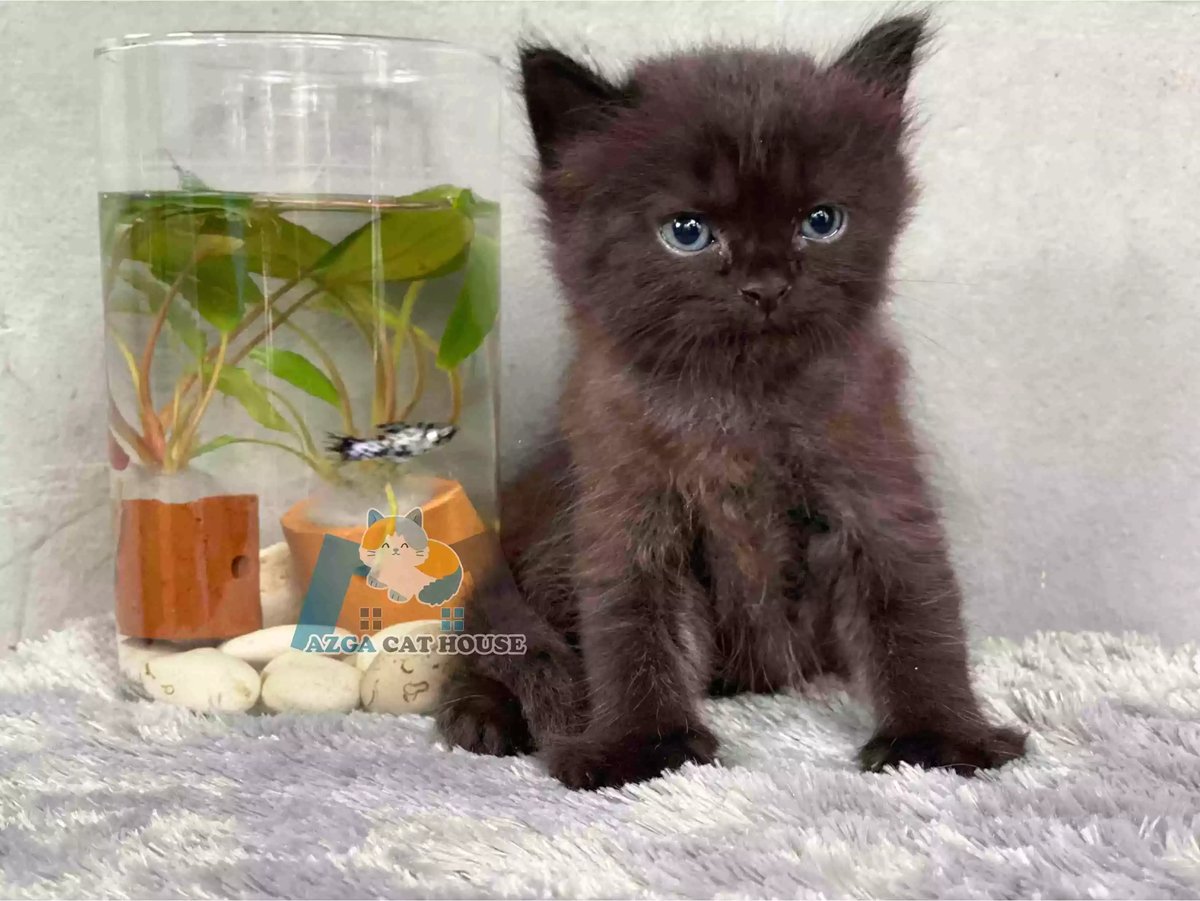 Kucing Persia Hitam Full Longhair Bulu Lebat Aktif