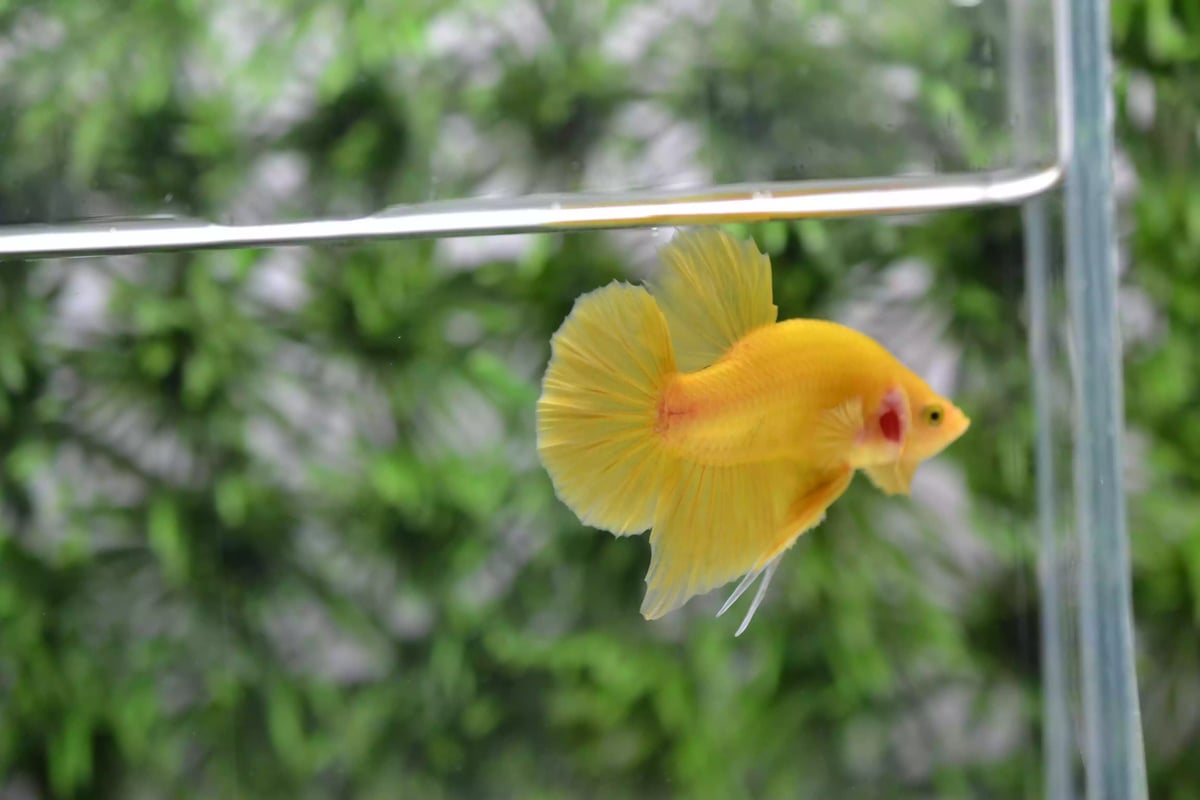 Ikan Cupang Plakat Yellow Solid