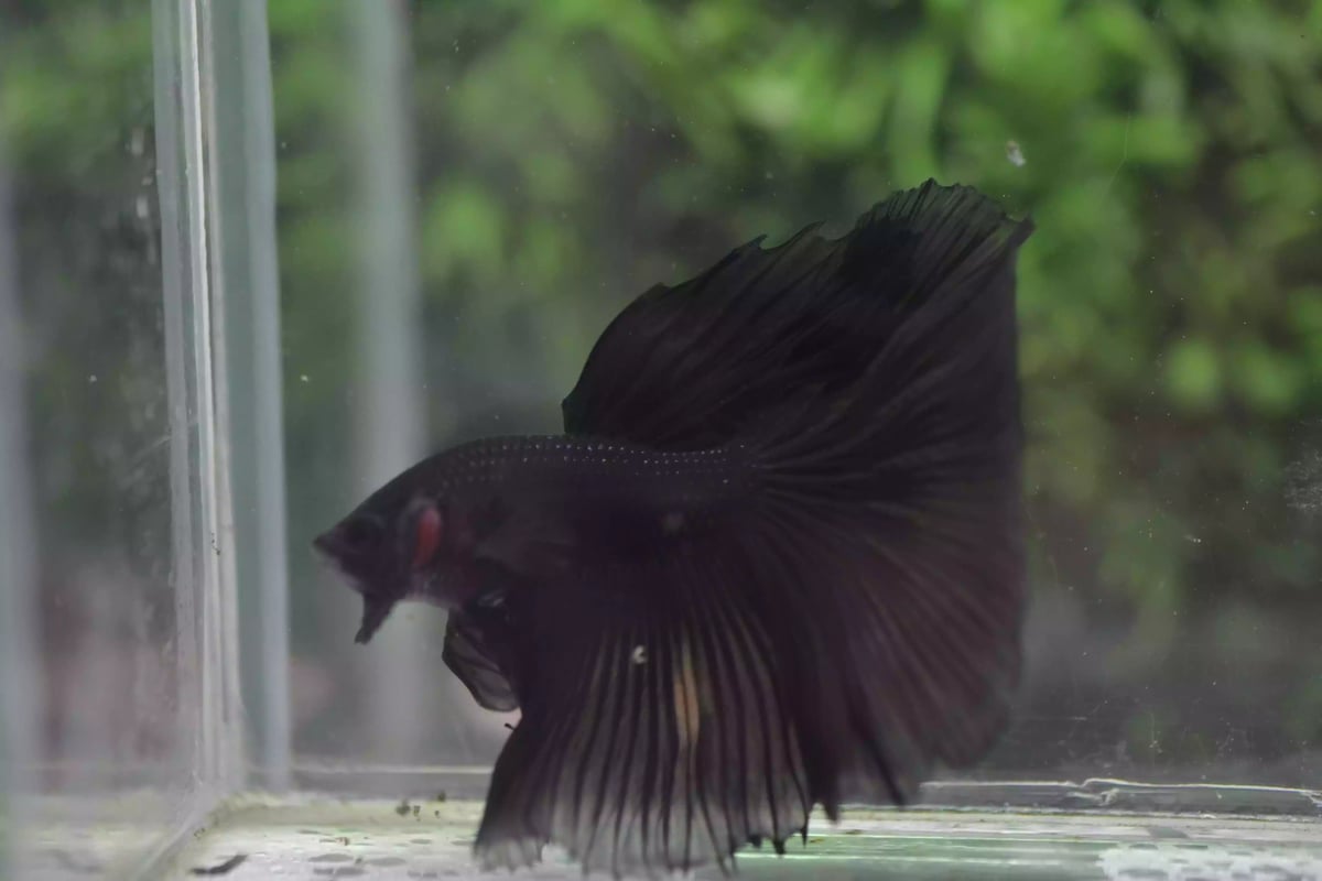 Ikan Cupang Halfmoon Black