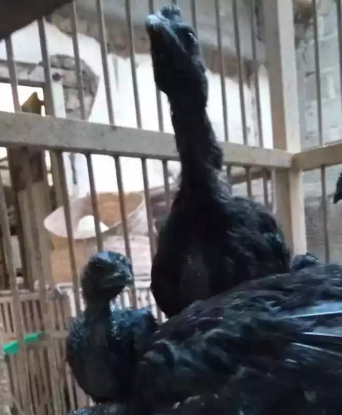 Ayam Cemani Lidah Hitam