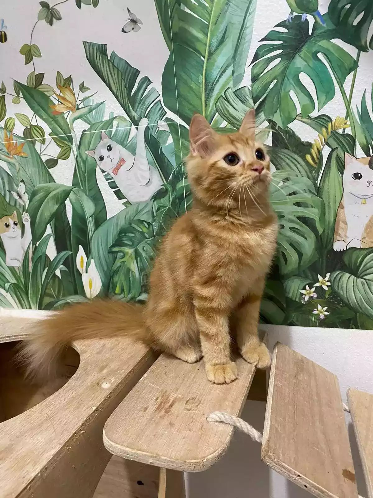 Kucing Persia Oren Belang Bersih Sehat Bulu Lebat Aktif