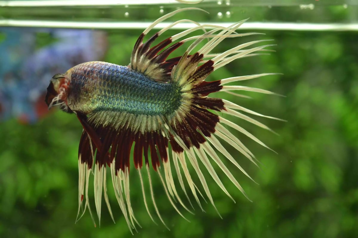 Ikan Cupang Crowntail Butterfly
