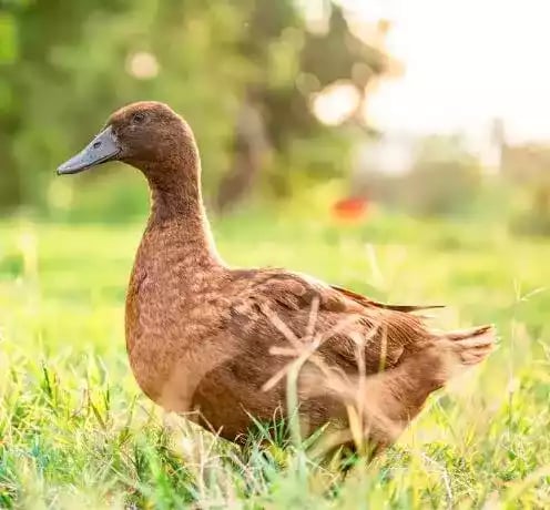 Jual DOD Bebek Khaki Campbell Petelur