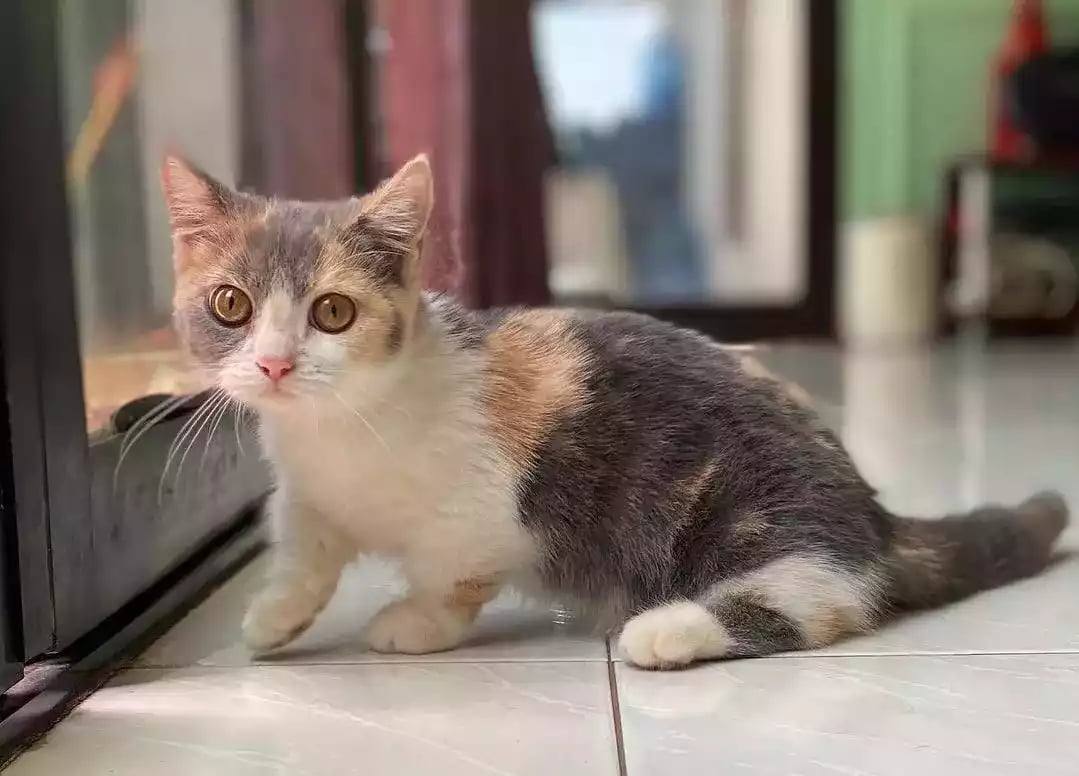 Kucing Munchkin