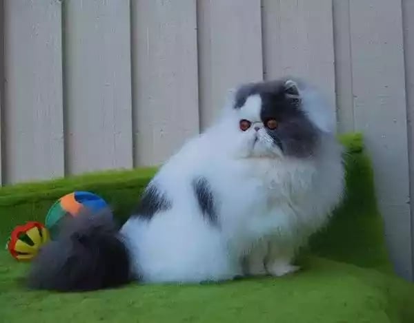 Kucing Persia Peaknose