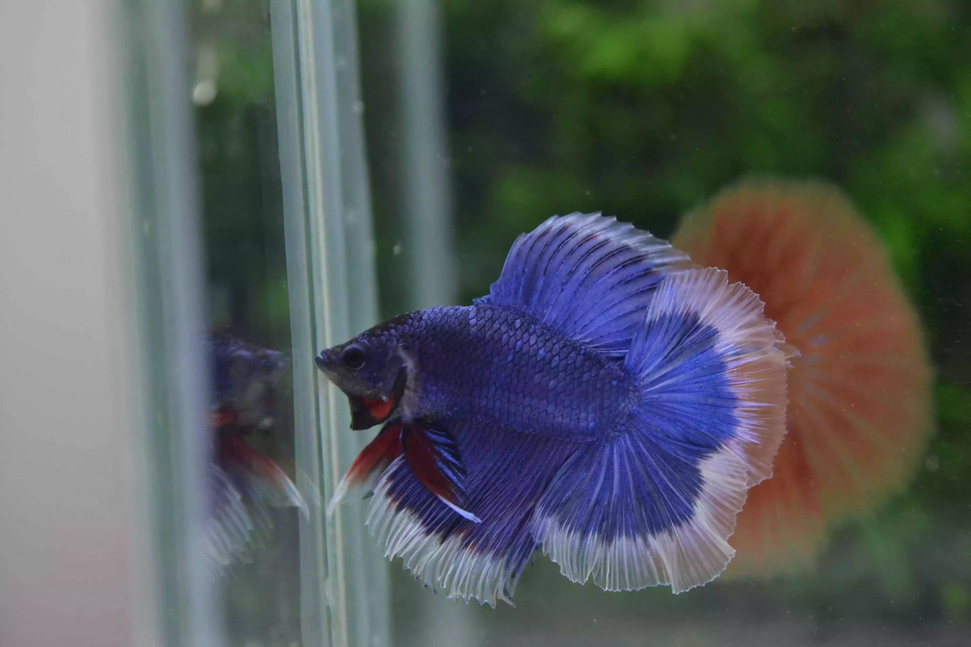 Ikan Cupang Halfmoon Double Tail