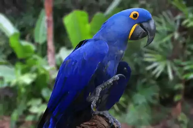 Burung Macaw
