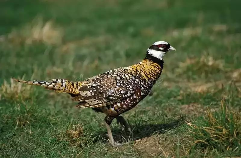 Ayam Reeves Pheasant