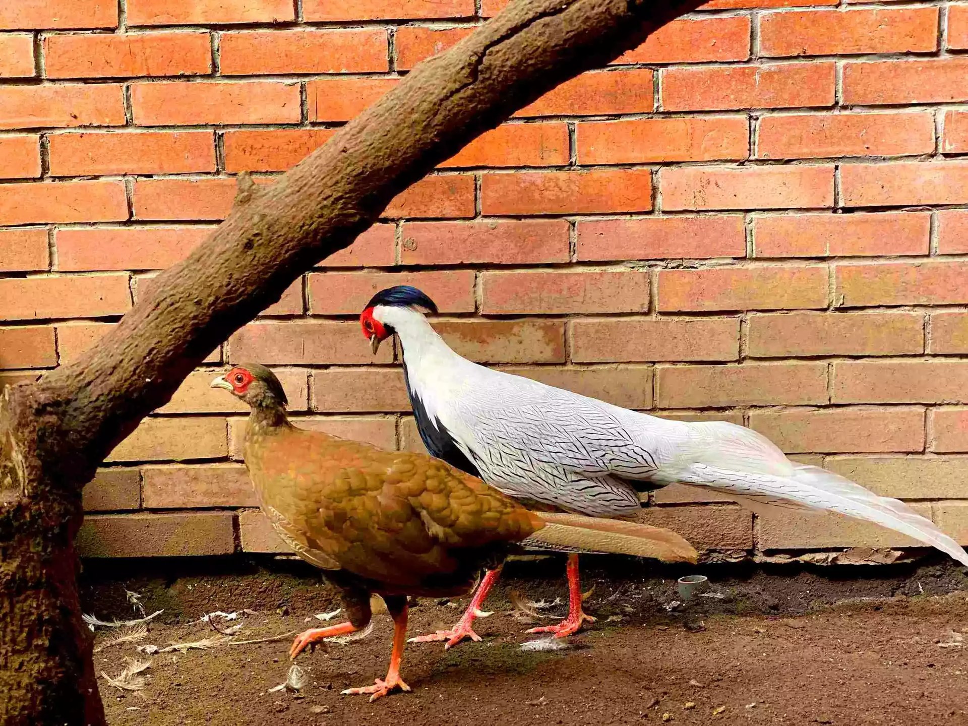 Ayam Silver Pheasant