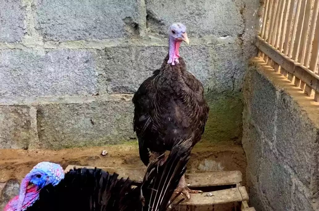 Kalkun Black Spanish