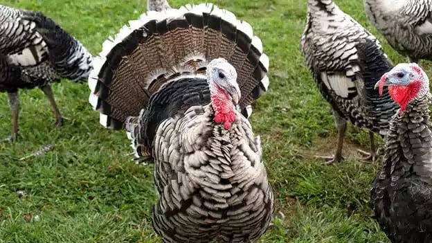 Kalkun Narragansett