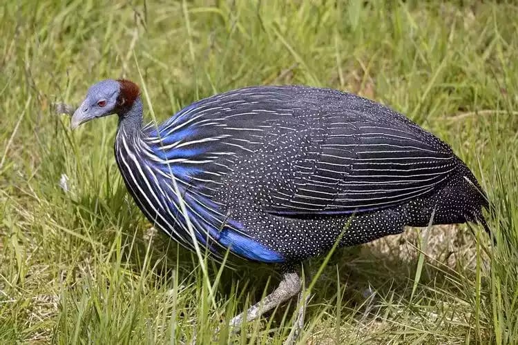 Ayam Vulturine Guinea Fowl